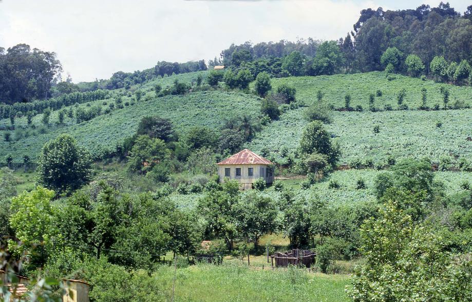 Rio Grande do Sul. Vigneti