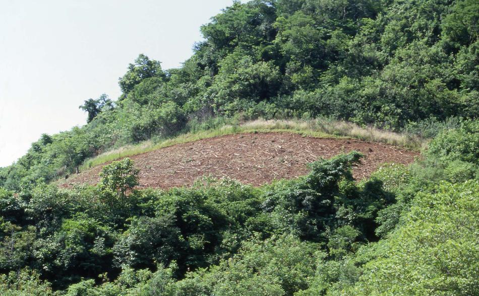 Rio Grande do Sul. Due fasi del disboscamento e della rasatura di un terreno